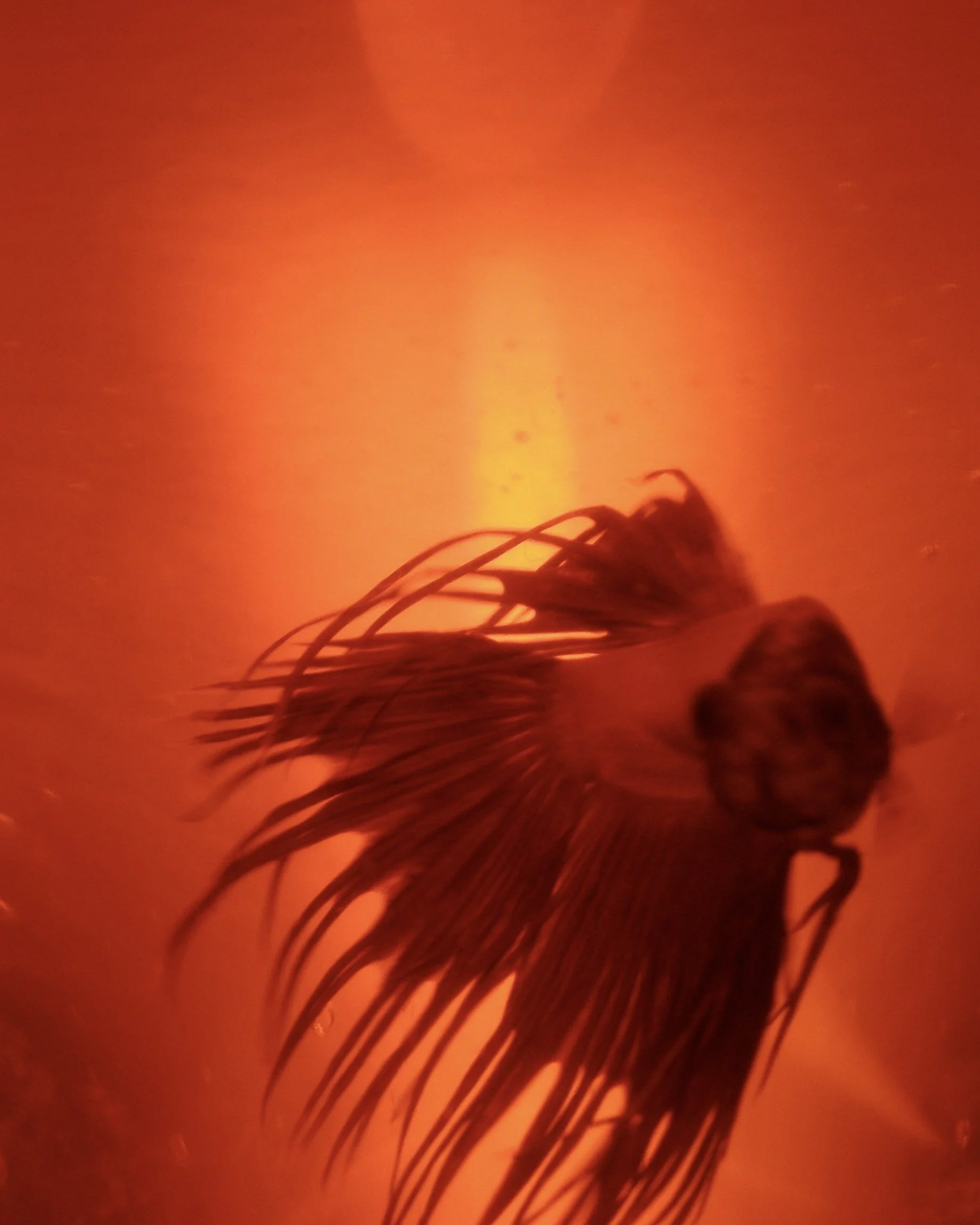 betta3.JPG