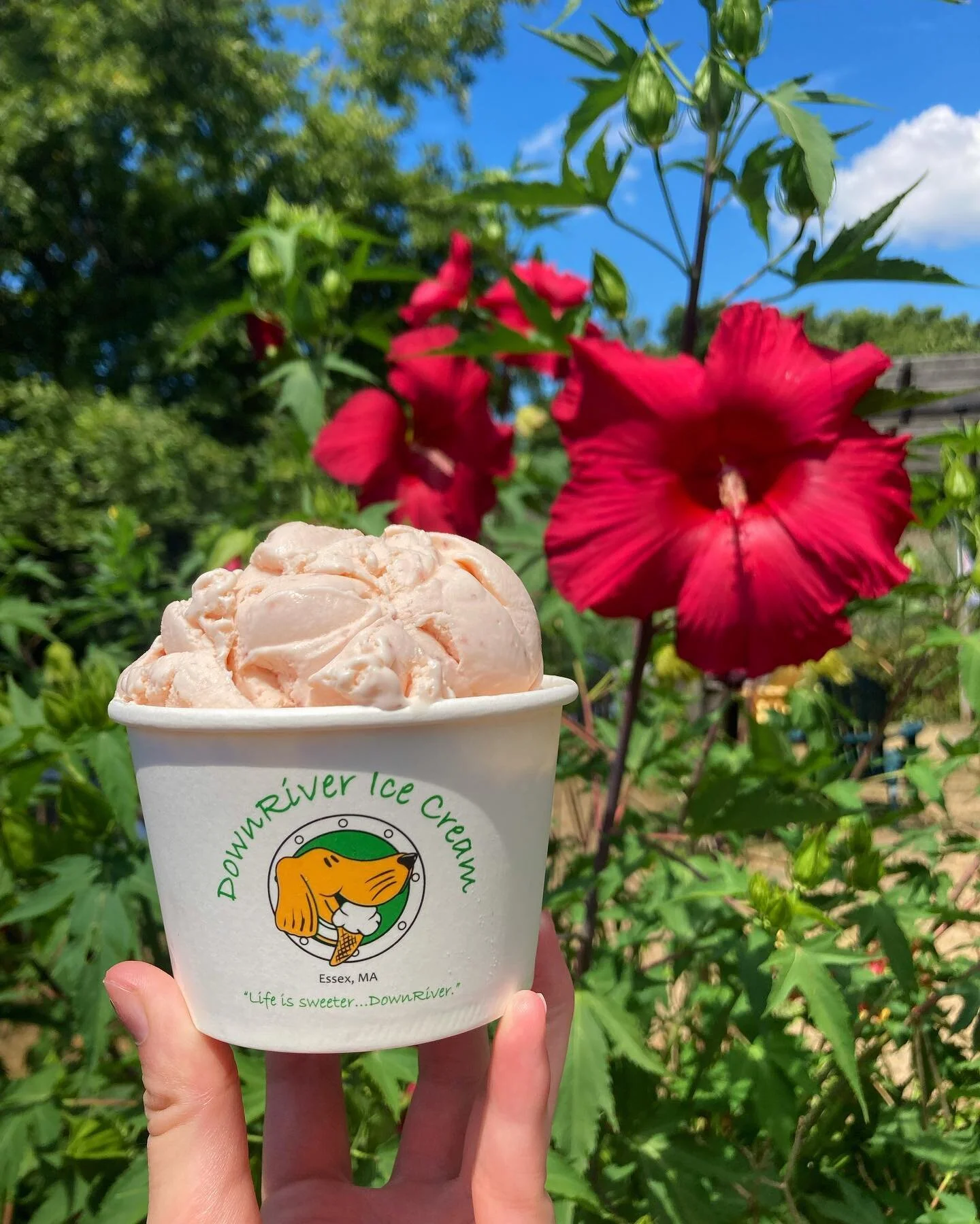 🍓🍓🍓

#downrivericecream #downriver #icecream  #localbusiness #essex #massachusetts #northshore #strawberry #strawberryicecream