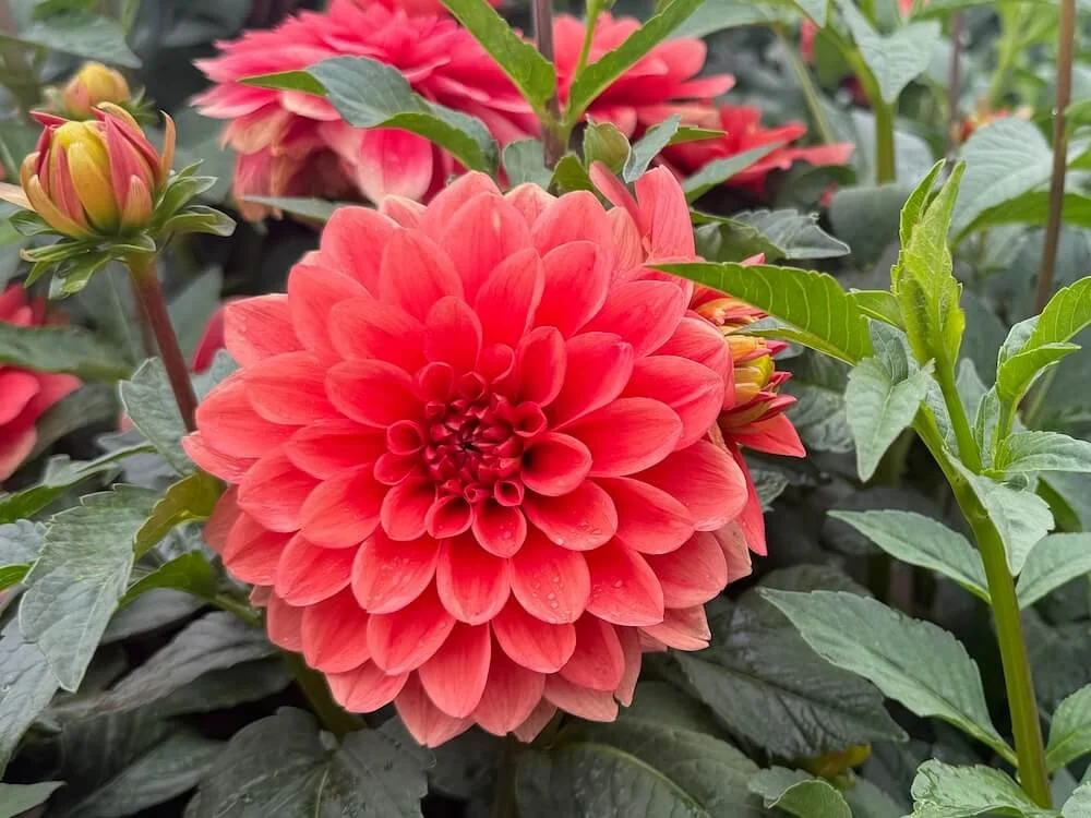 Dahlia 'Hot Rod' 04.jpeg