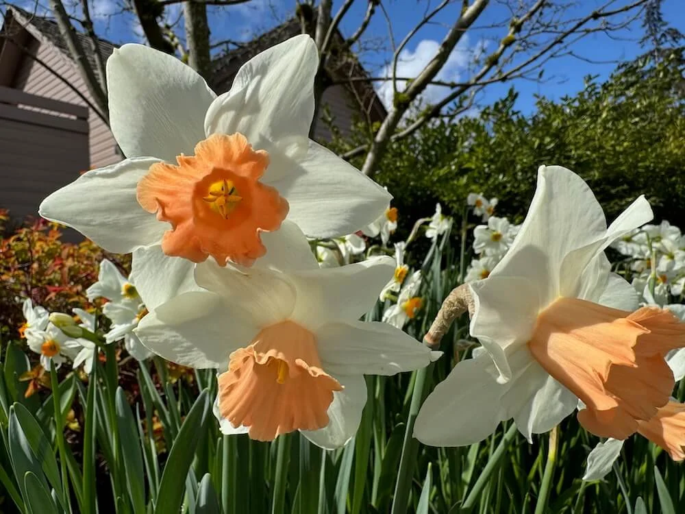 Narcissus  'Accent' | Accent Daffodil