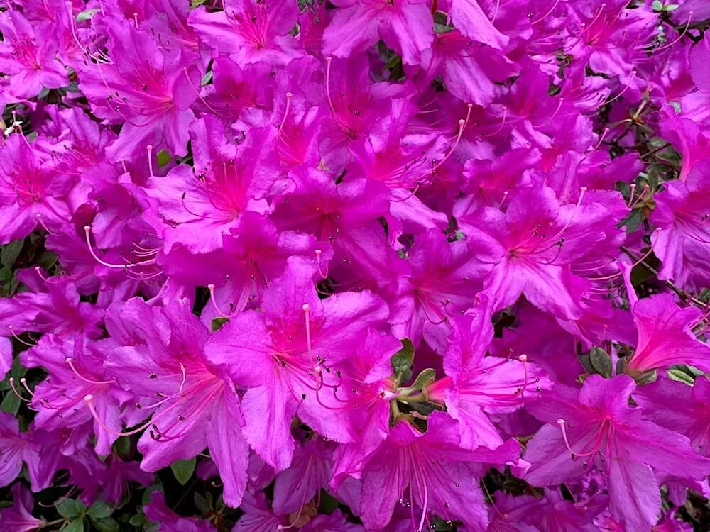 Rhododendron x 'Karen' 02.jpeg