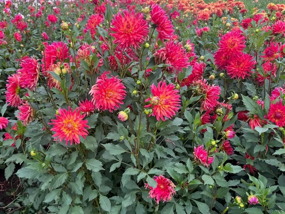 Dahlia 'Dragonberry' 05.jpeg