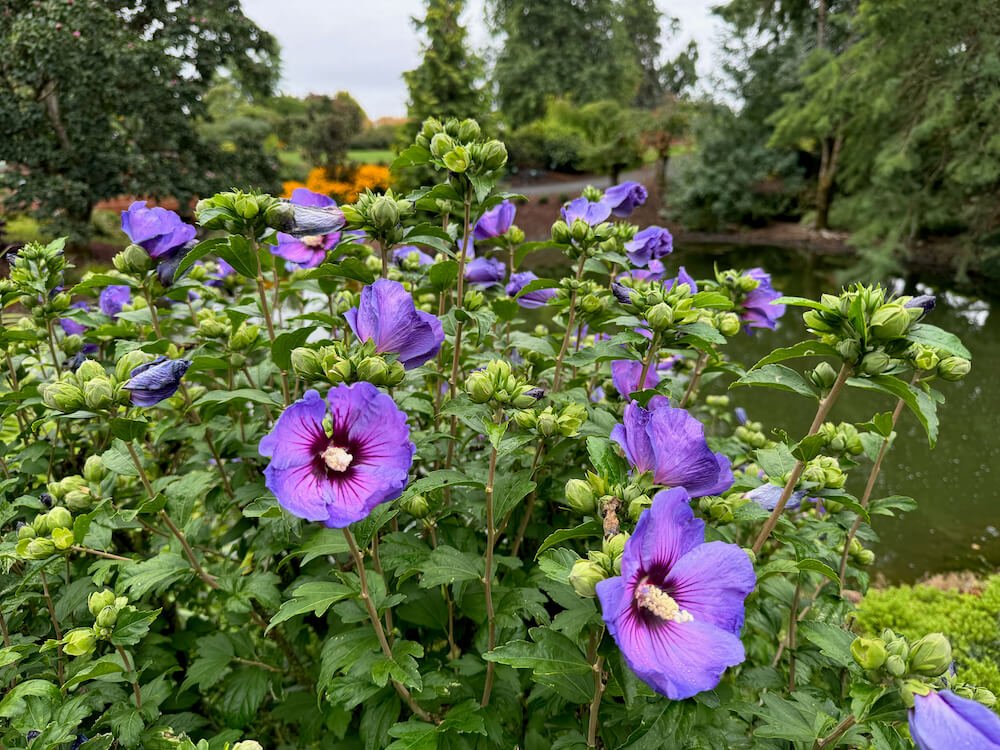 Hibiscus syriacus 'Minsyble9' 02.jpeg