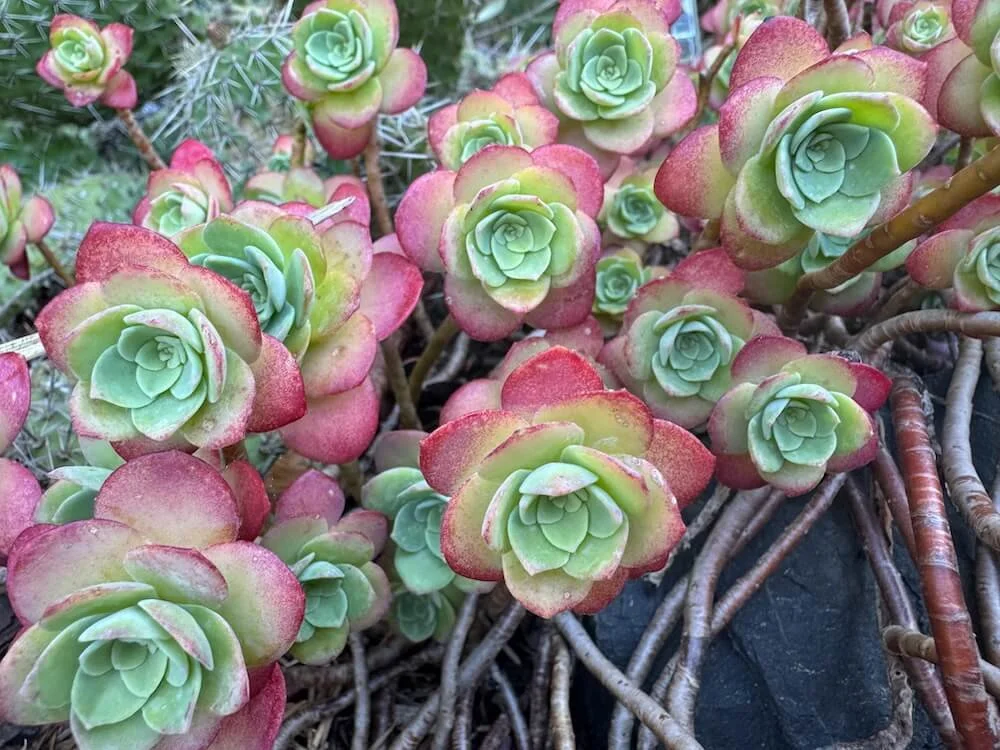 Sedum palmeri 02.jpeg