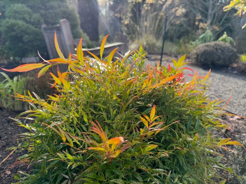 Nandina domestica 'Monfar' 03.jpeg