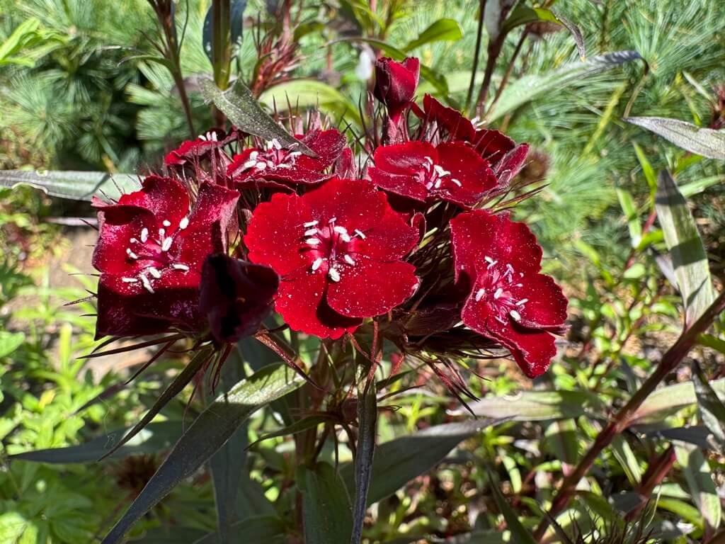 Dianthus barbatus 'Sooty' 04.jpeg