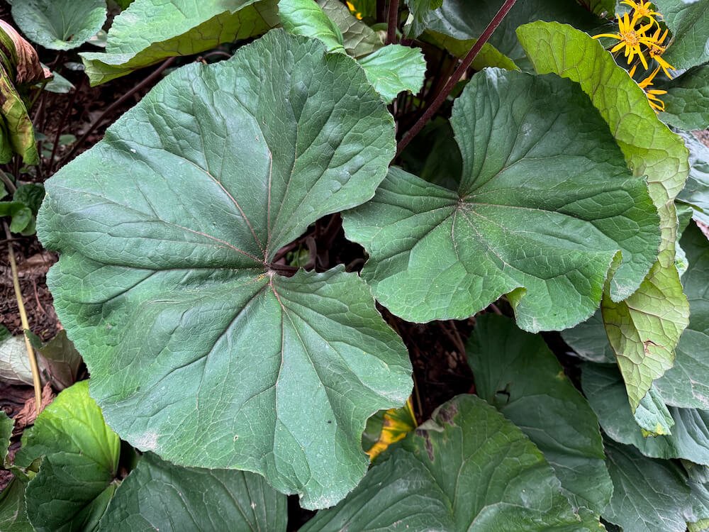 Ligularia dentata 'Desdemona' 04.jpeg