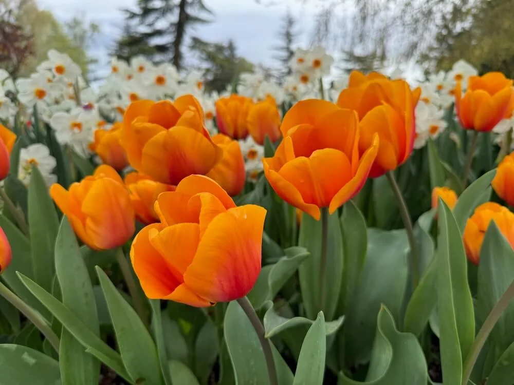 Tulipa 'Orange Emperor' | Orange Emperor Fosteriana Tulip