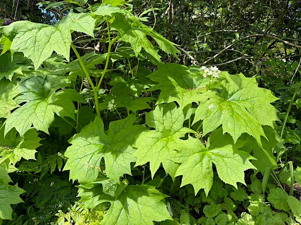 Diphylleia cymosa 03.jpeg