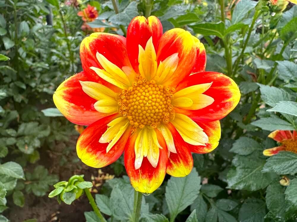 Dahlia 'Pooh' 04.jpeg