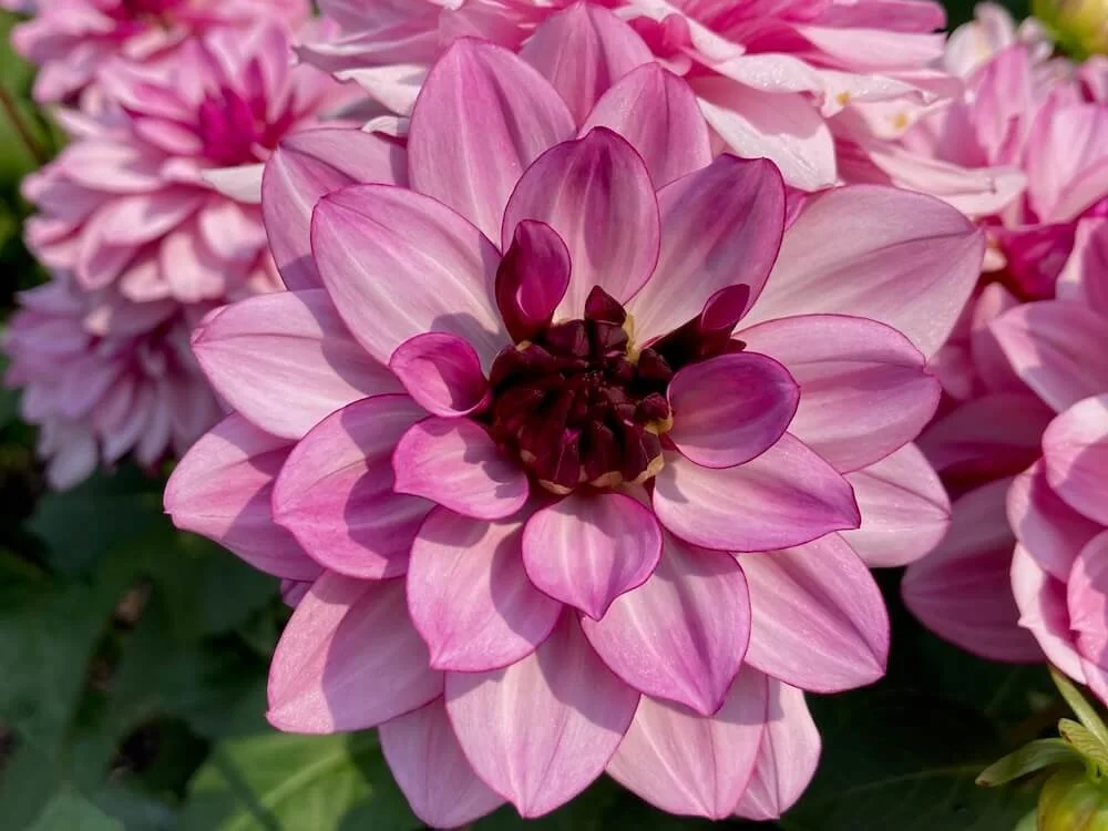 Dahlia 'Creme de Cassis' 03.jpeg