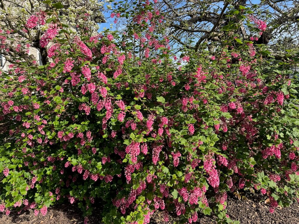 Ribes sanguineum 03.jpeg