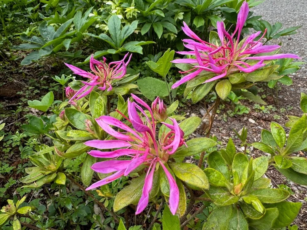 Rhododendron stenopetalum 'Purple Dragon' 03.jpeg