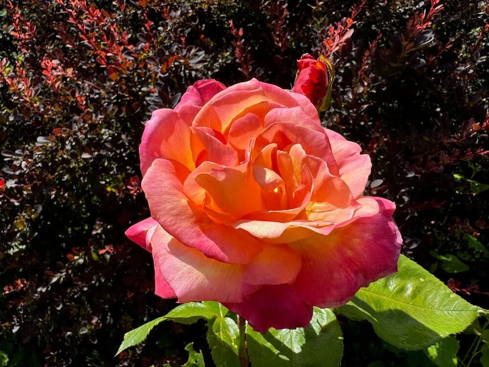 Rosa 'Broadway' 02.jpeg