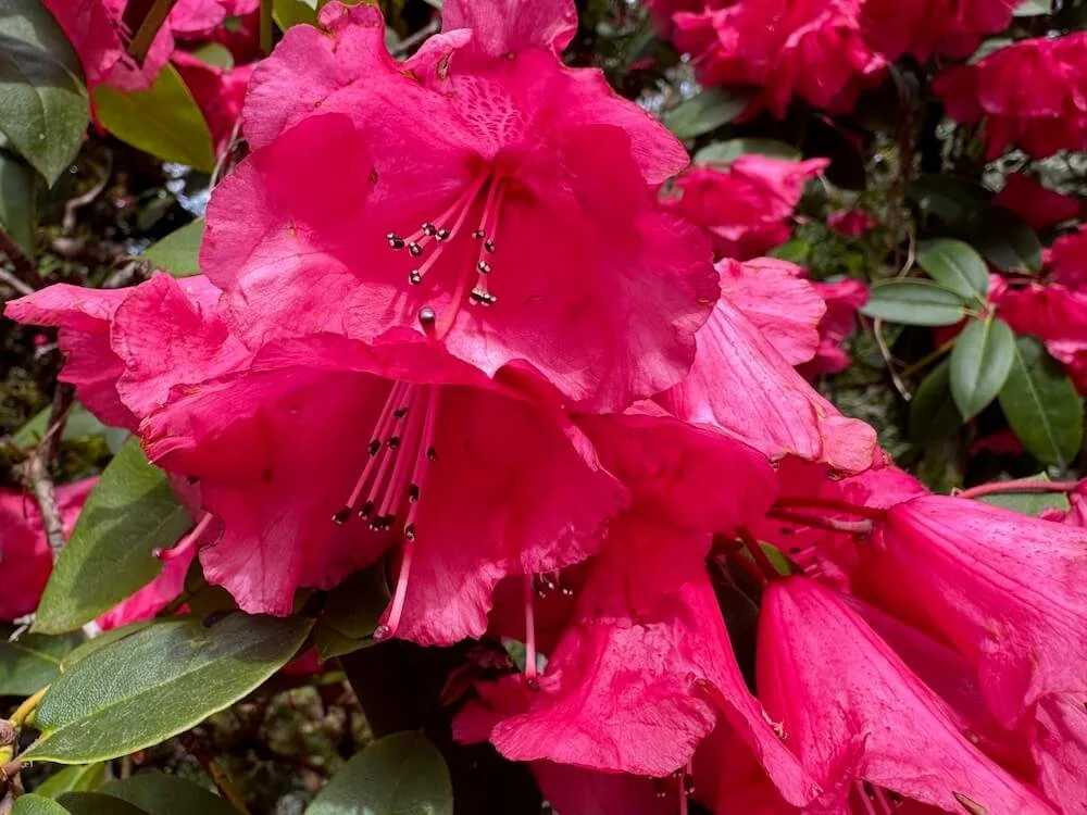 Rhododendron 'Leo Friedman' 01.jpeg