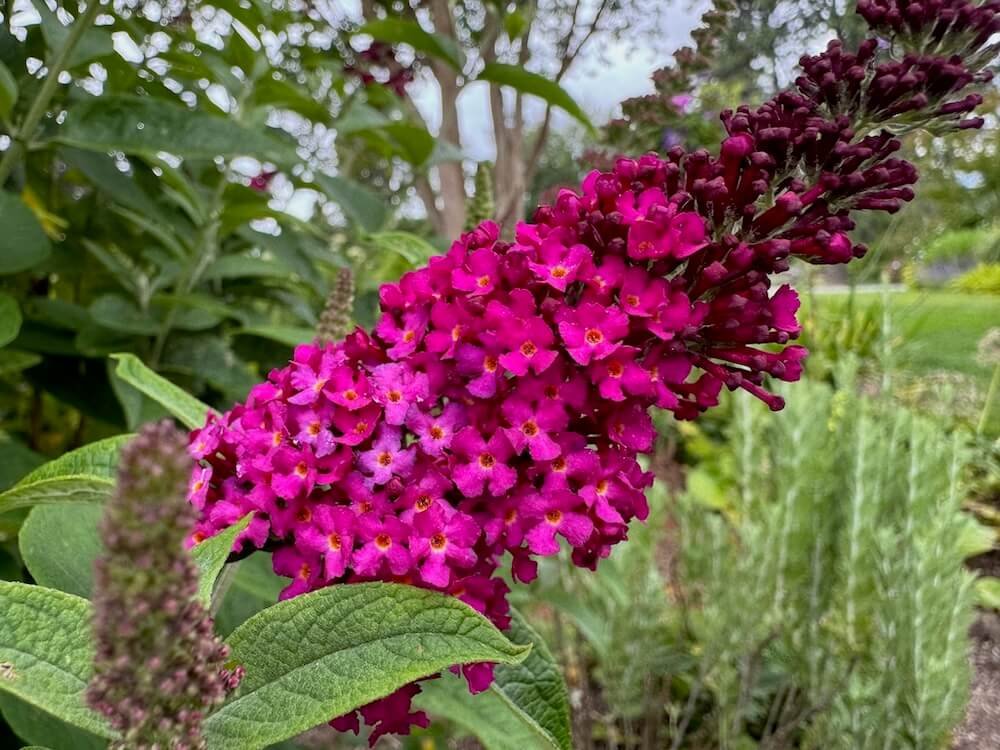 Buddleia davidii 'Miss Molly' 01.jpeg