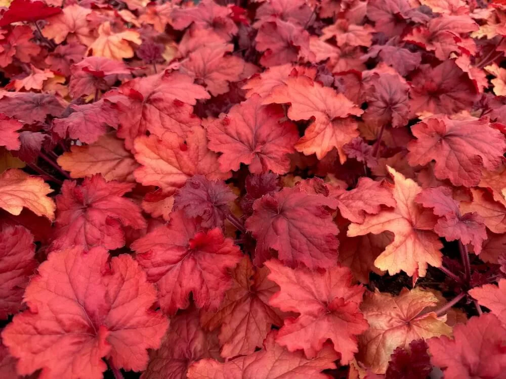 Heuchera 'Fire Alarm' 05.jpeg