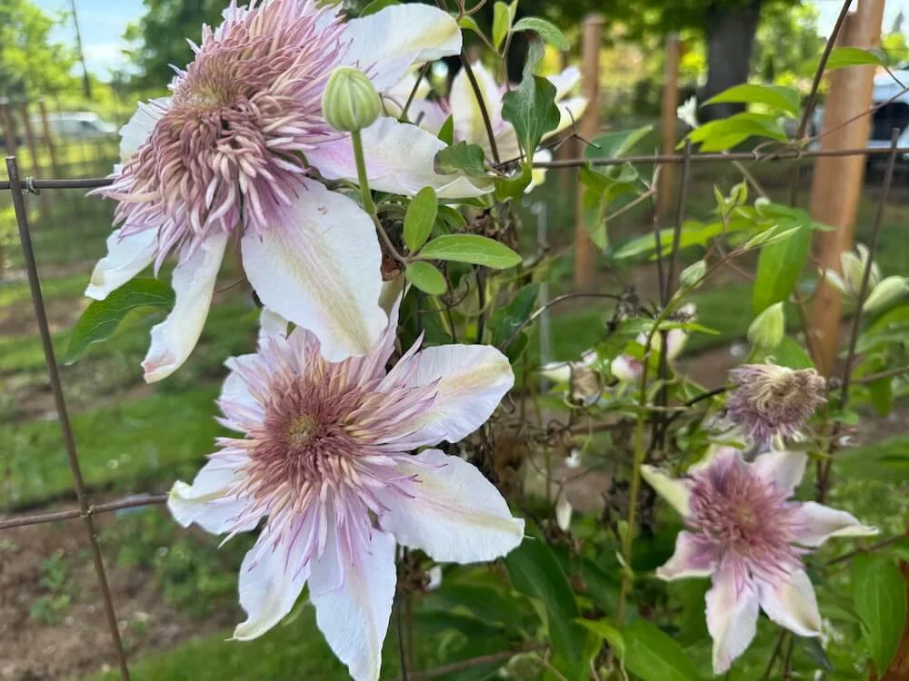 Clematis 'Moonglow' 02.jpeg