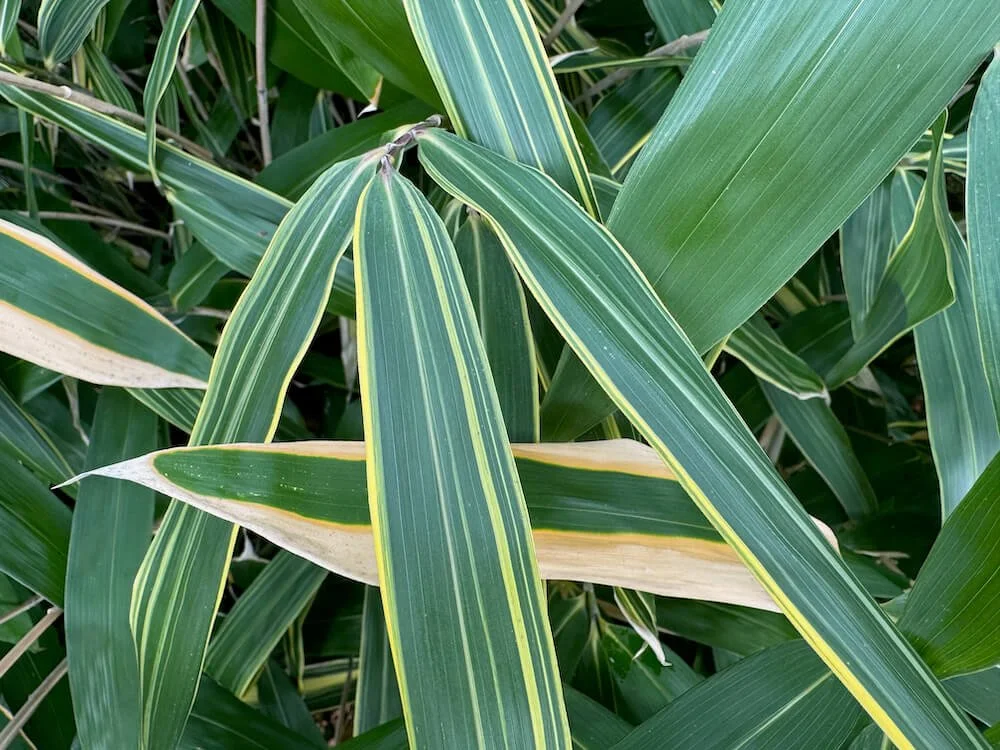 Sasaella masamuneana 'Albostriata' | White Striped Dwarf Bamboo