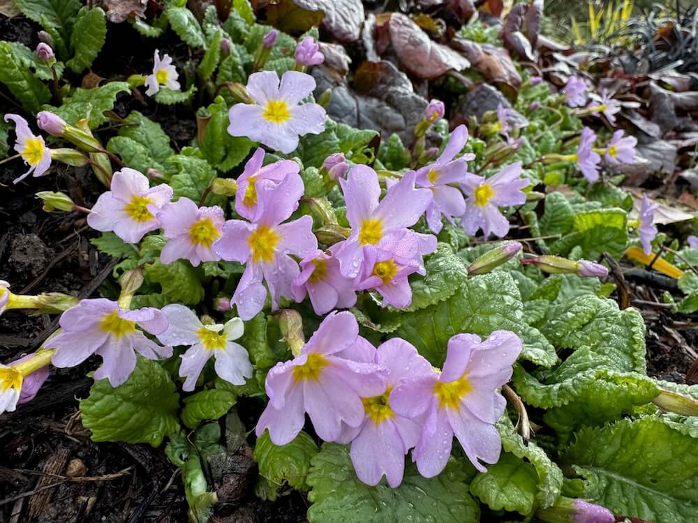 Primula vulgaris ssp. sibthorpii 02.jpeg
