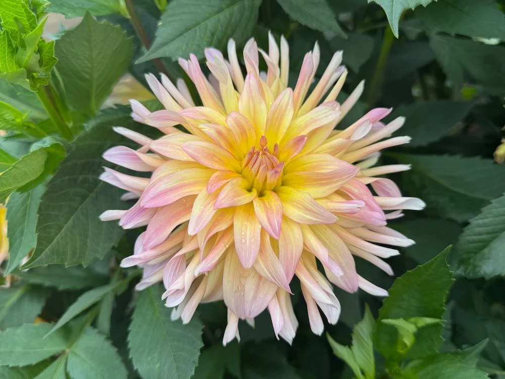 Dahlia 'Cabana Banana' 03.jpeg