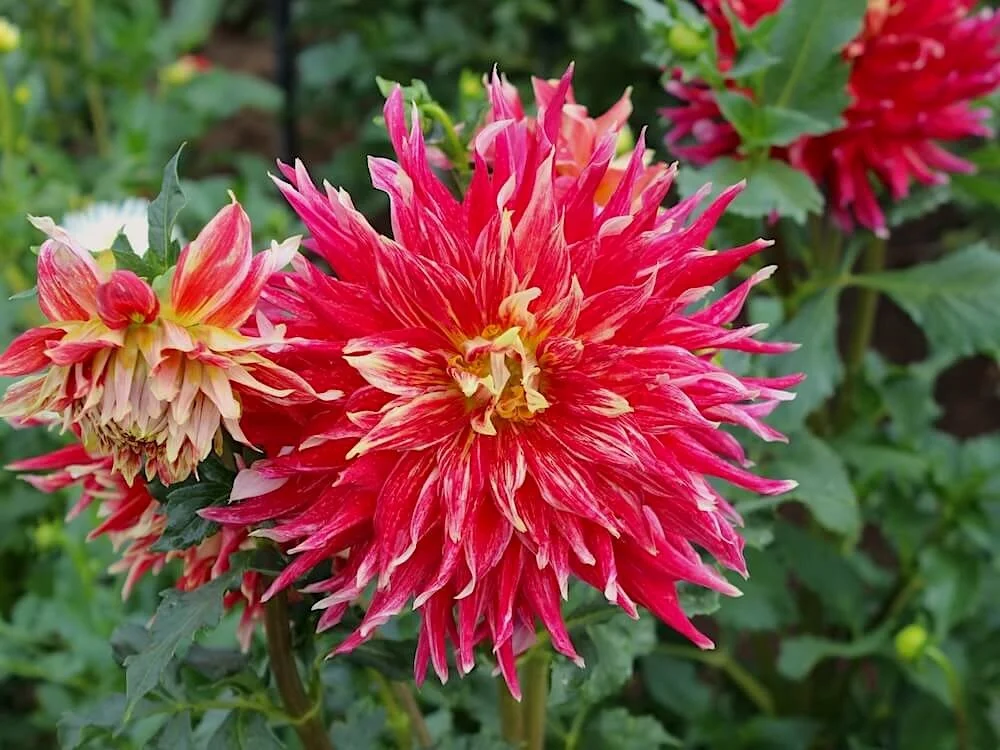 Dahlia 'Wildman' 01.JPG
