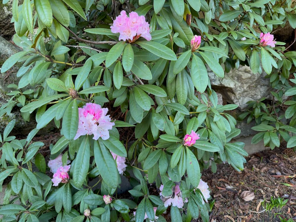 Rhododendron 'Christmas Cheer' 08.jpeg