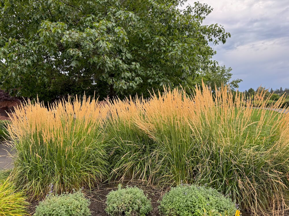 Calamagrostis x acutiflora 'Karl Foerster' 01.jpeg