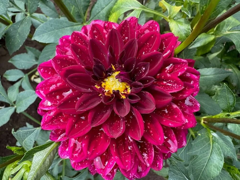 Dahlia 'Kaisha Lea' 01.jpeg