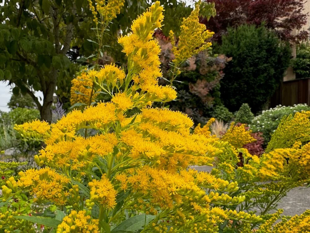 Solidago altissima | Tall Goldenrod