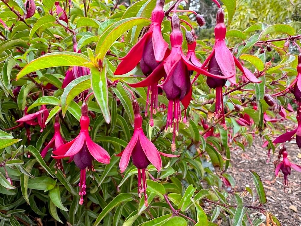 Fuchsia 'Dying Embers' 05.jpeg
