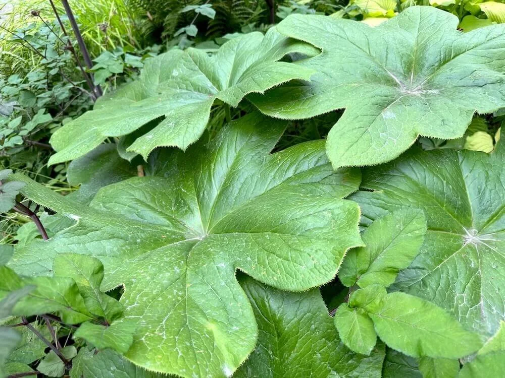 Podophyllum versipelle 04.jpeg