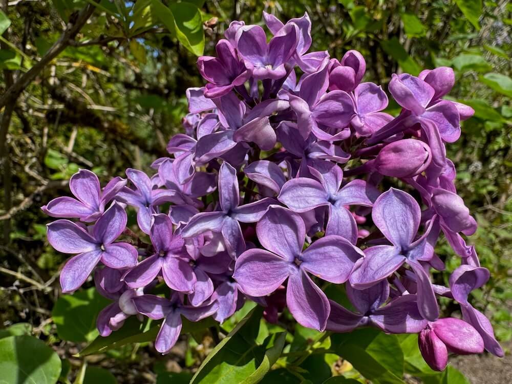 Syringa x hyacinthiflora 'Pocahontas' 02.jpeg