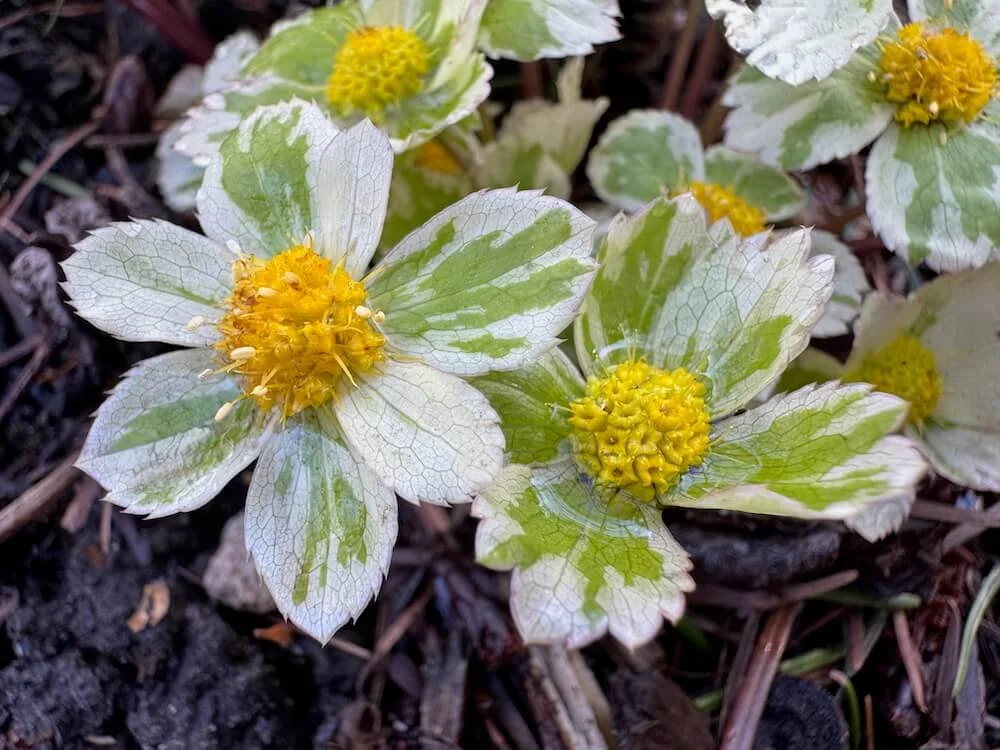 Sanicula epipactis 'Thor' 01.jpeg