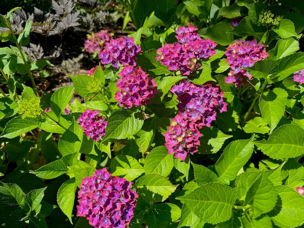 Hydrangea macrophylla 'Horwack' 04.jpeg
