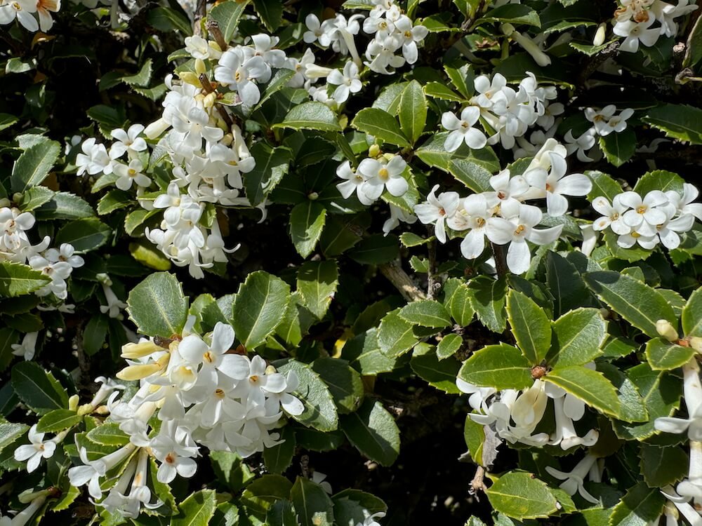 Osmanthus delavayi 07.jpeg