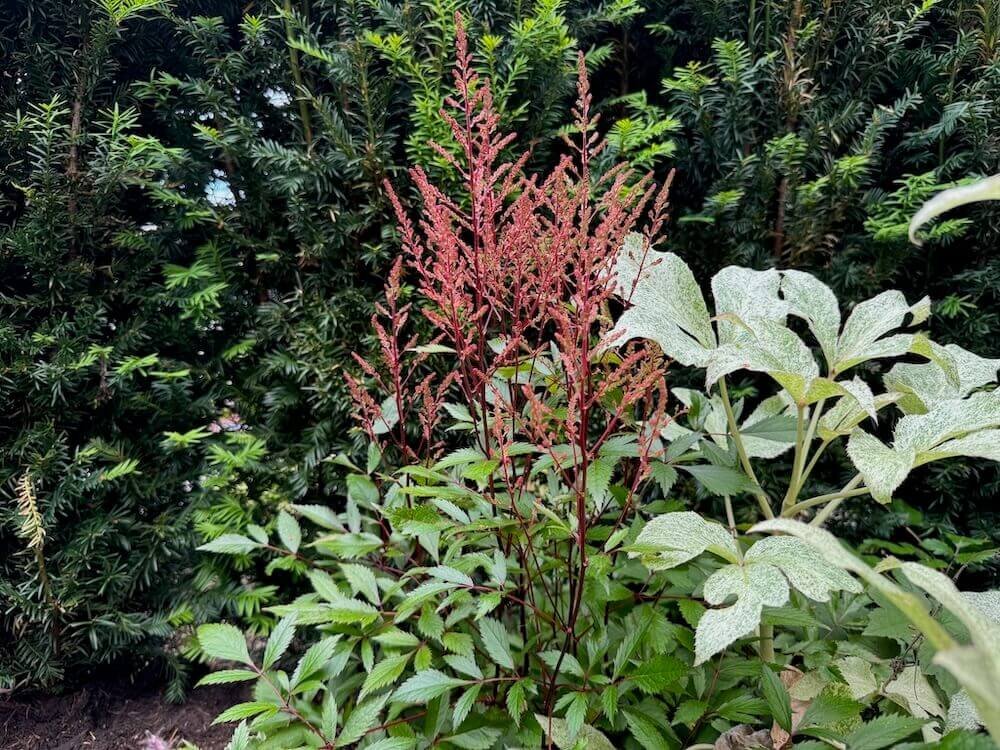 Astilbe x arendsii 'Rheinland' 03.jpeg