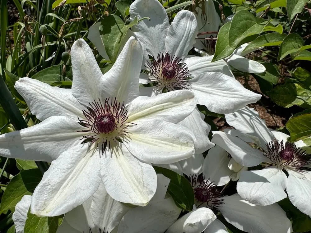 Clematis 'Miss Bateman' 03.jpeg