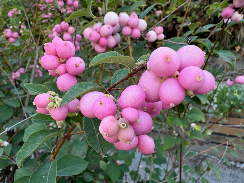 Symphoricarpos doorenbosii 'Kolmpica' 01.jpeg