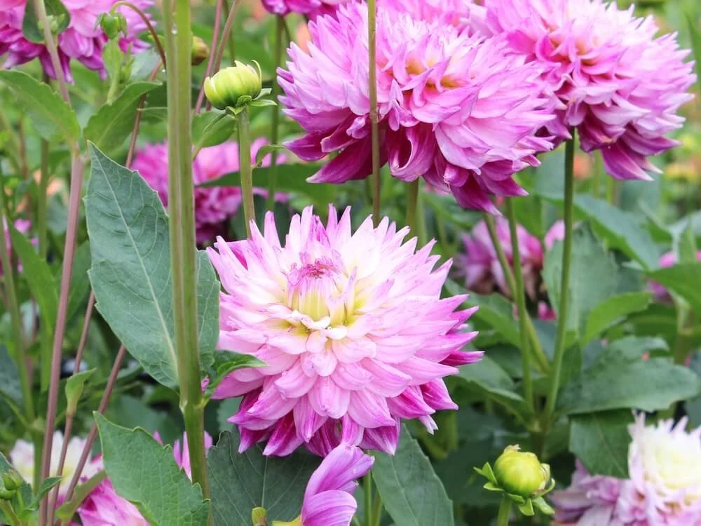 Dahlia 'Enchantress' 01.JPG