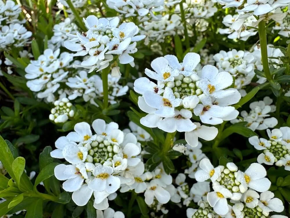 Iberis sempervirens | Evergreen Candytuft