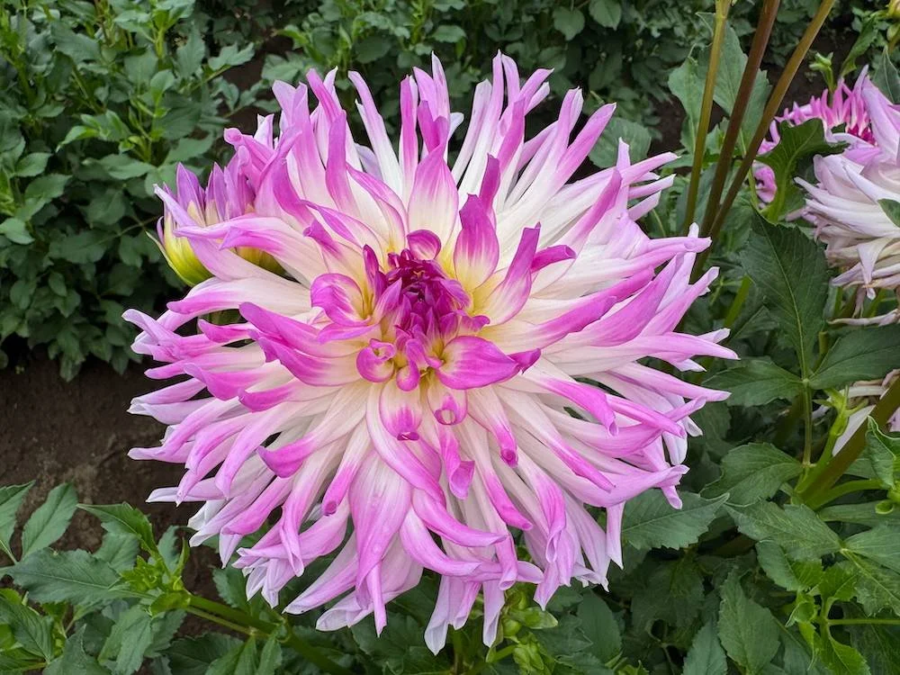 Dahlia 'Bold Accent' 01.jpeg