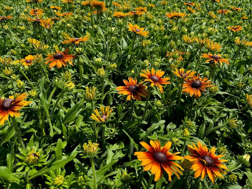 Rudbeckia 'Summerina Orange' 03.jpeg