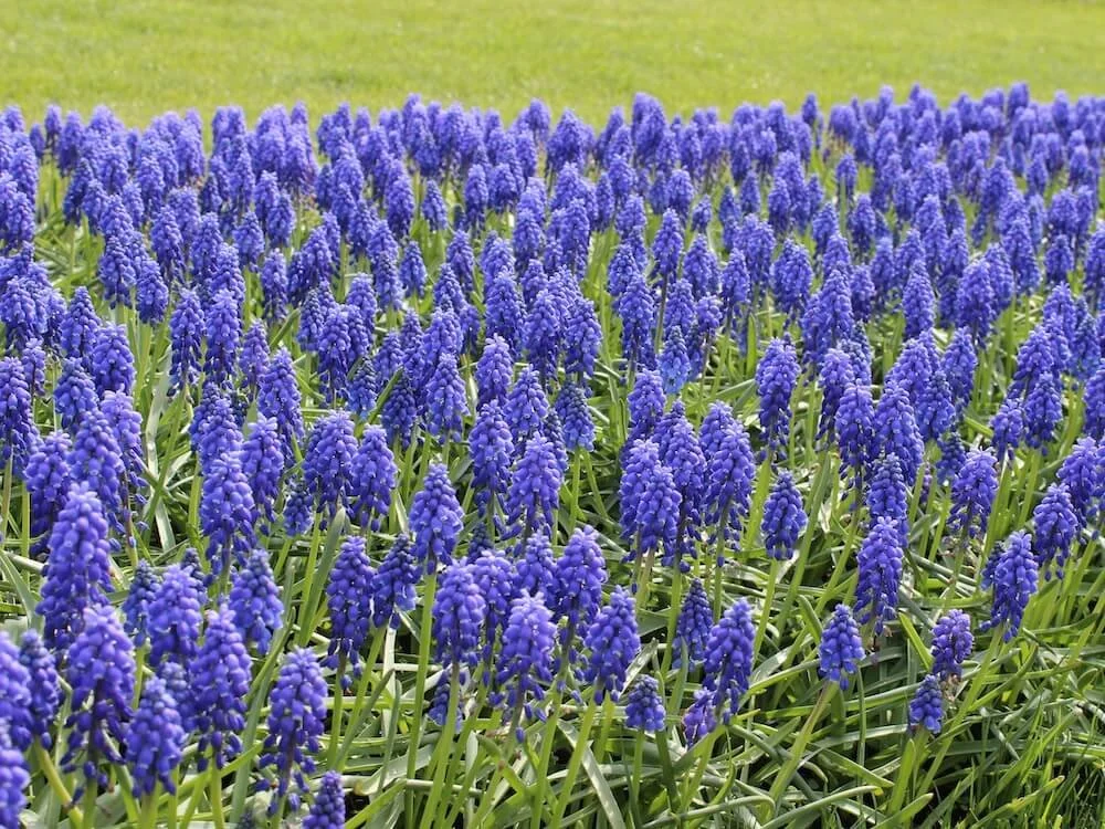 Muscari armeniacum | Grape Hyacinth