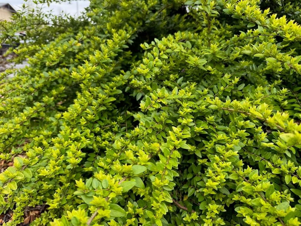 Lonicera pileata 04.jpeg