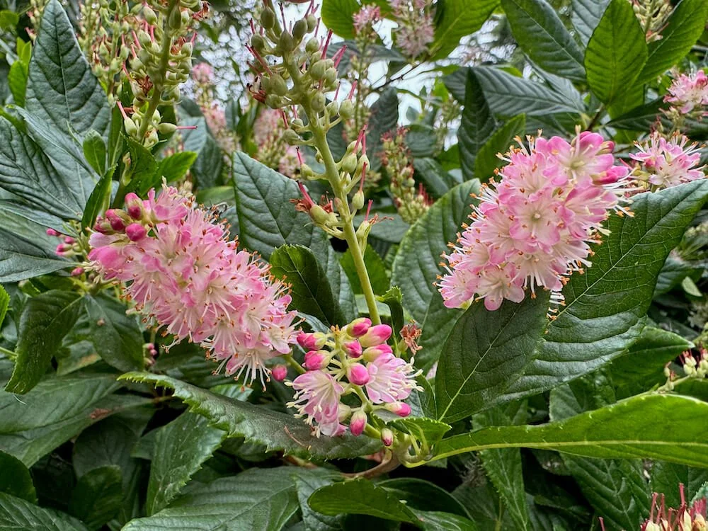Clethra alnifolia 'Ruby Spice' 06.jpeg