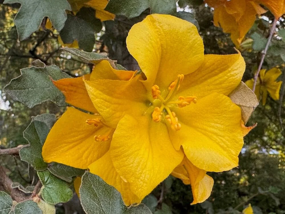 Fremontodendron californicum 'Pacific Sunset' 01.jpeg