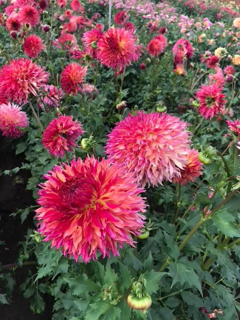 Dahlia Myrtle's Folly 05.jpeg