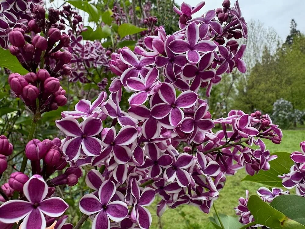 Syringa vulgaris 'Sensation' 01.jpeg