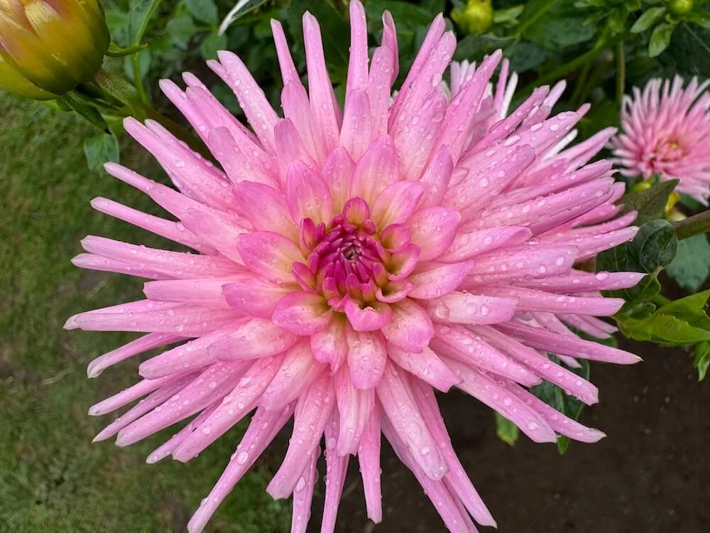 Dahlia 'Park Princess' 02.jpeg